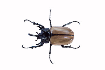 Brown beetle insect with close up and more details in white background, isolated. - obrazy, fototapety, plakaty