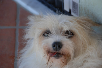 Little dog looks at us with his tongue out of his mouth