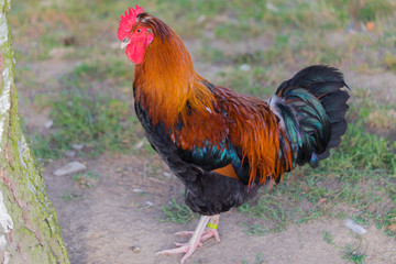 Colorful rooster close up