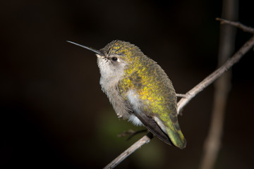 Green Hummingbird on Branch