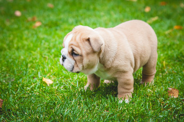 english bulldog