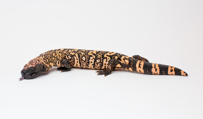 Fototapeta premium Gila Monster White Paper Background