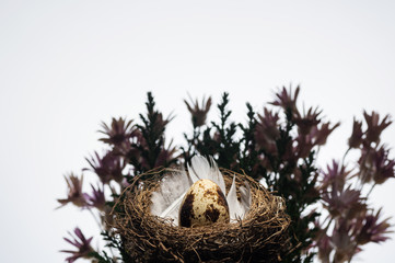 One quail egg in nest on white background.