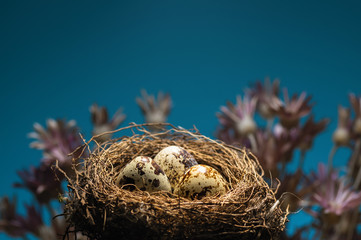 Naklejka premium Quail eggs in nest on blue background.