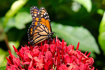 Monarchfalter auf roter Blüte