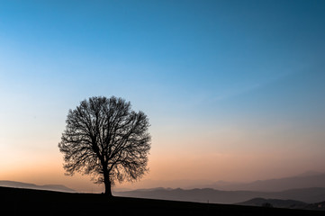 in primo piano silhouette di una quescia spoglia poco prima della primavera, lo sfondo aperto sulle montagne e colline molisane poco prima del tramonto