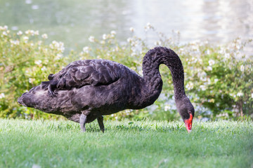 Black Swan