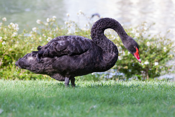 Obraz premium Black Swan