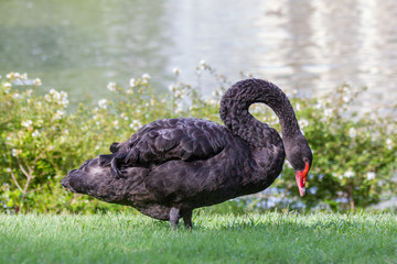 Black Swan