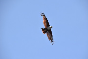 Brahminy Kite with fish, Indonesia