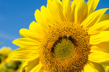 Beautiful greeting background with sunflowers (birthday, holiday, event - concept)