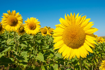 Obraz premium The charming landscape of sunflowers against the sky