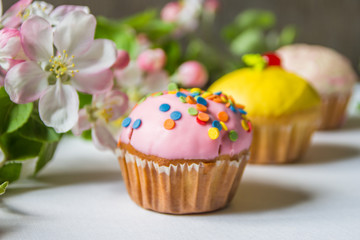 Cupcakes with blossoming apple branches, copy space