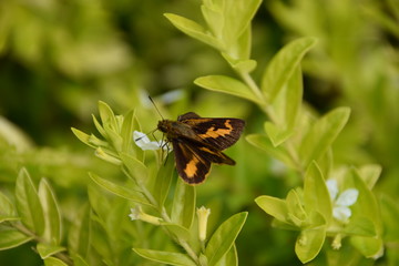 Lesser Dart, skipper butterfly, Bali, Indonesia