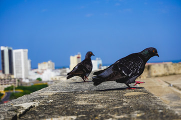 Obraz premium Birds on a Stone wall in Cartagena Colombia