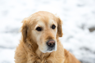 golden retriver