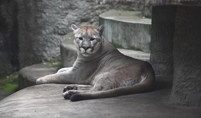 Crédence en verre imprimé Puma Animaux - Le puma de lion de montagne se repose