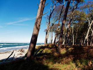 Darßer Weststrand, Nationalpark Vorpommersche Boddenlandschaft, Mecklenburg Vorpommern, Deutschland