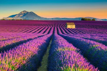 Photo sur Plexiglas Lavande Paysage naturel à couper le souffle avec des champs de lavande en Provence, Valensole, France