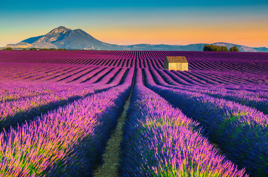 Breathtaking nature landscape with lavender fields in Provence, Valensole, France © janoka82