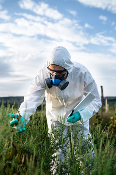 Weed control. Industrial agriculture researching. Man with digital tablet in protective suite and mask taking weed samples in the field. Natural hard light on sunny day. 