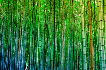 Fototapeta premium Bamboo Pattern