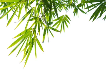 Photo sur Aluminium Bambou feuilles de bambou vert isolés sur blanc