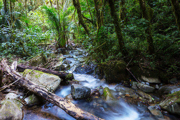 Fototapeta na wymiar Creek in jungle