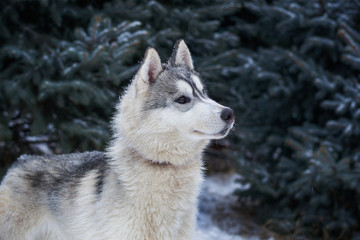 husky