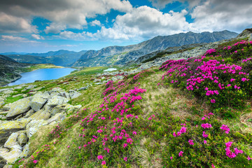 Fototapeta na wymiar Colorful rhododendron flowers and Bucura mountain lake, Retezat mountains, Romania