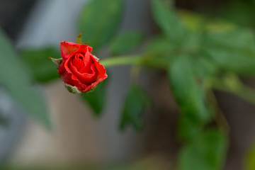 Roses in garden, Roses for Love