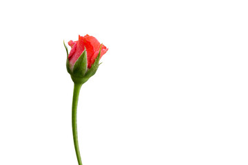 Rose on white background with clipping path