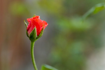 Roses in garden, Roses for Love
