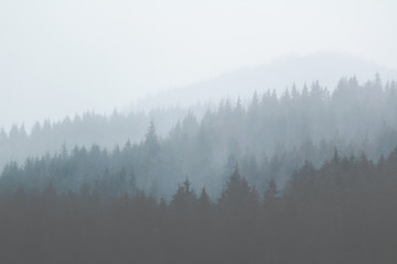 Forest in the mountains in the early morning in a strong fog