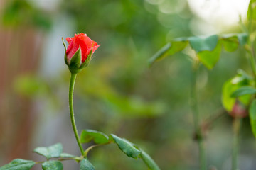 Roses in garden, Roses for Love