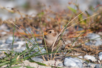 Schneeammer (Plectrophenax nivalis)