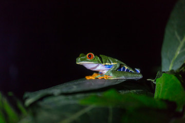 Frog in Costa Rica