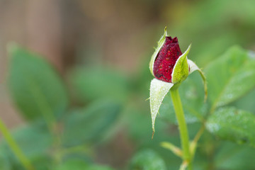 Roses in garden, Roses for Love