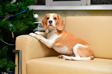 beagle