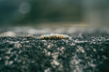 moss on stone, Galicia