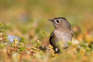 Wintergoldhähnchen (Regulus regulus)