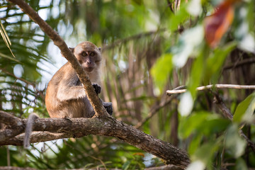 Long-tailed macaque or Crab-eating macaque on the tree in forest