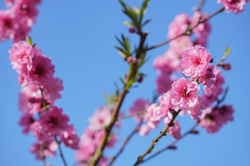 Fototapeta na wymiar Plum Blossom Flowers