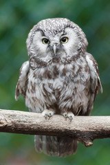 Fototapeta premium Raufußkauz (Aegolius funereus)