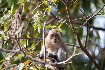 Long-tailed macaque or Crab-eating macaque on the tree in forest