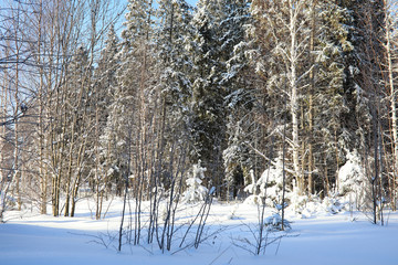 pine forest after a heavy snow storm on sunny winter day