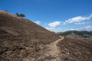 焼けた山