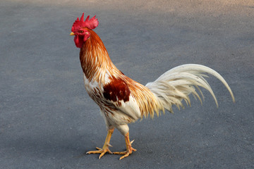 Colorfull Rooster from Thailand.