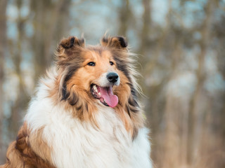 Portrait of a rough collie