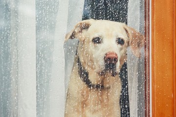 Chien triste attendant seul à la maison